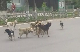 Clipe de GROAZĂ pentru o fetiță de 8 ani de la Florești: Atacată de o haită de peste 20 de câini